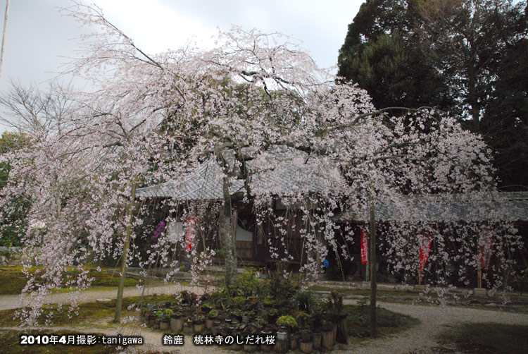桃林寺の桜