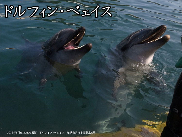 dolphinbase