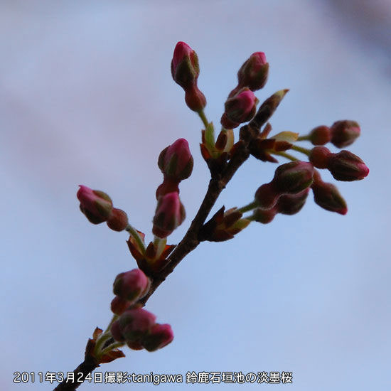 薄墨桜