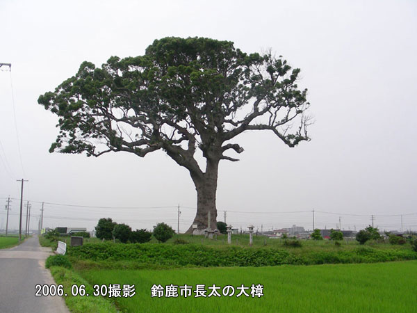 長太の大楠