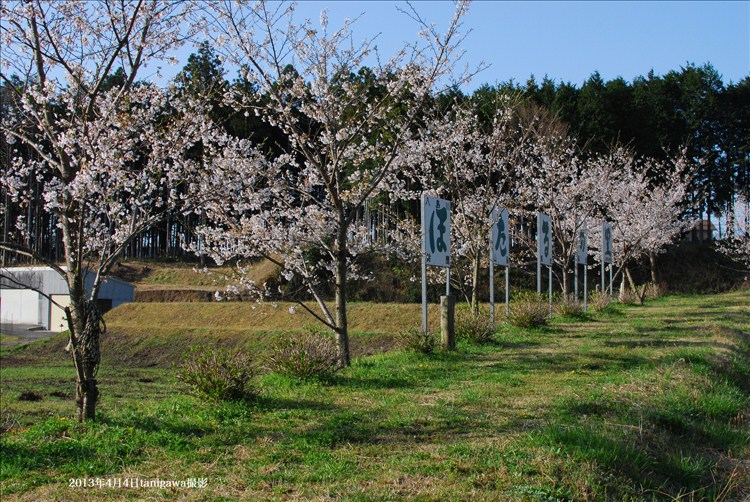 桜