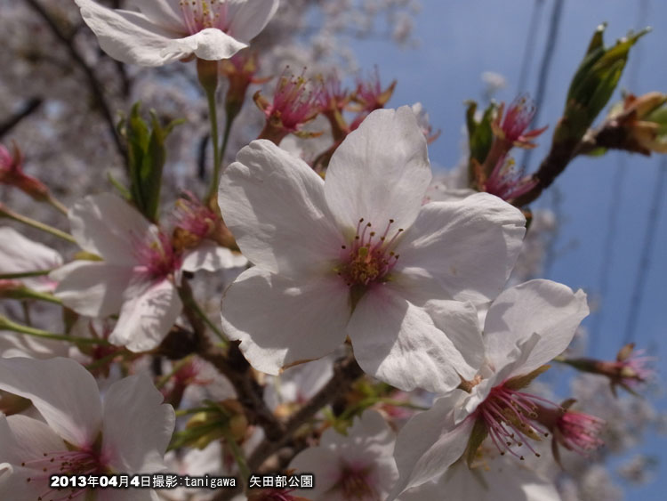 矢田部公園