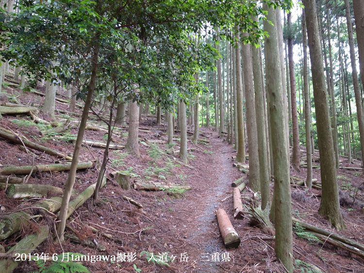 入道ケ岳2013年6月