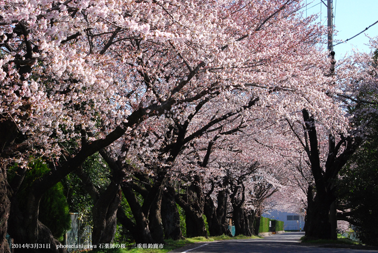 鈴鹿消防学校の桜並木