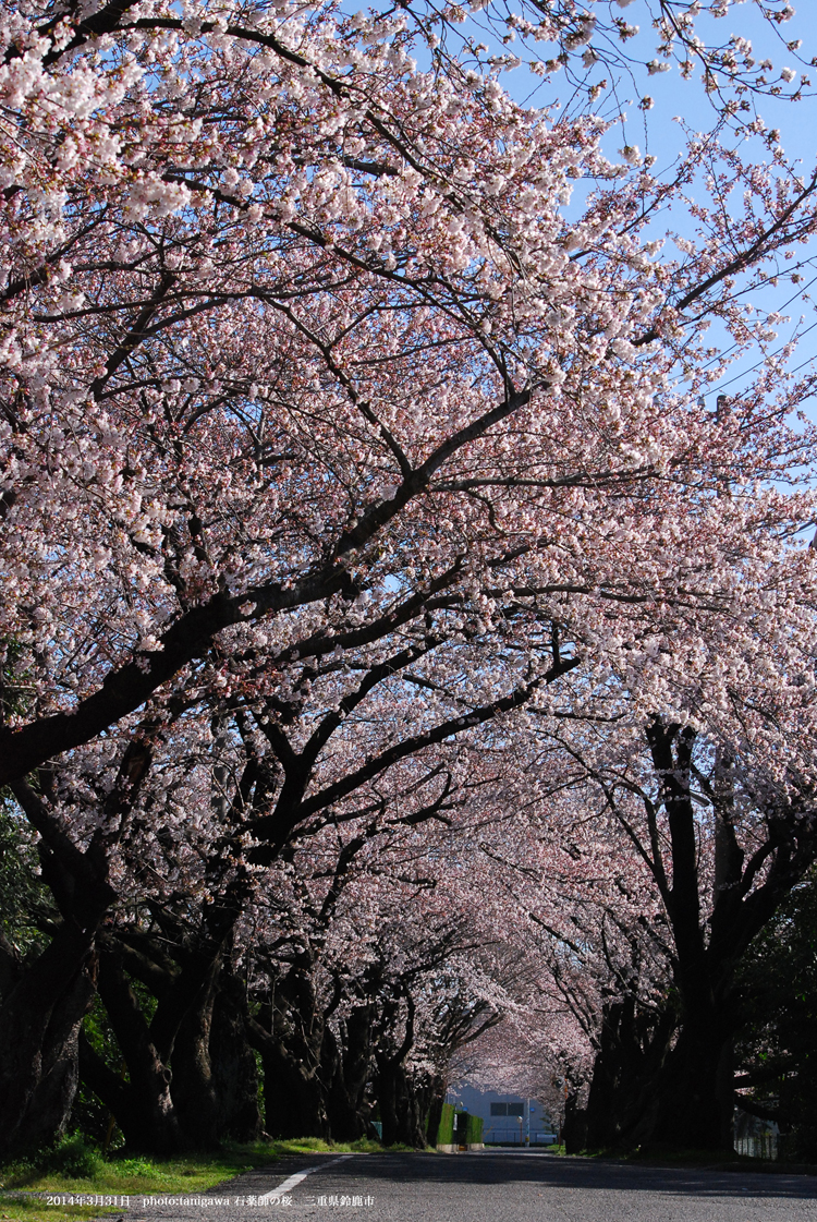 石薬師　桜　鈴鹿