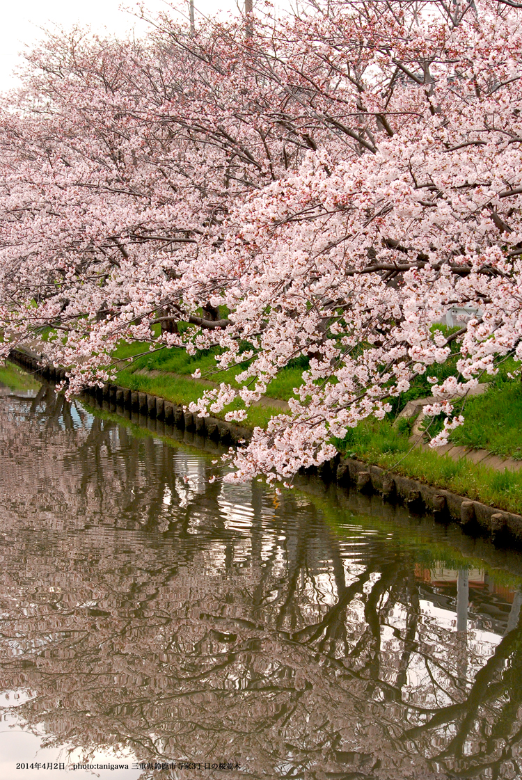 桜並木