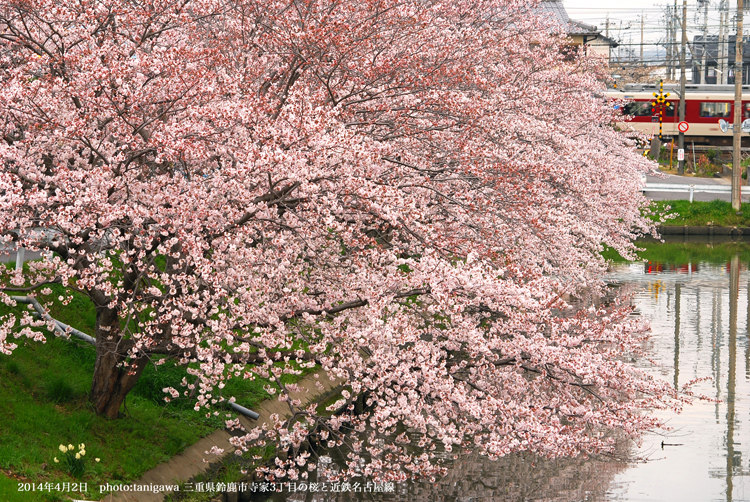 寺家3丁目の桜並木