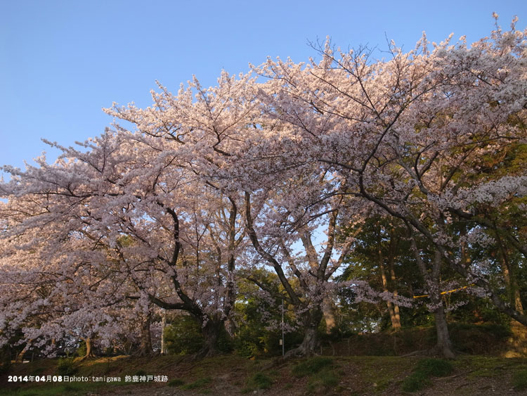 鈴鹿　伊勢神戸城　桜