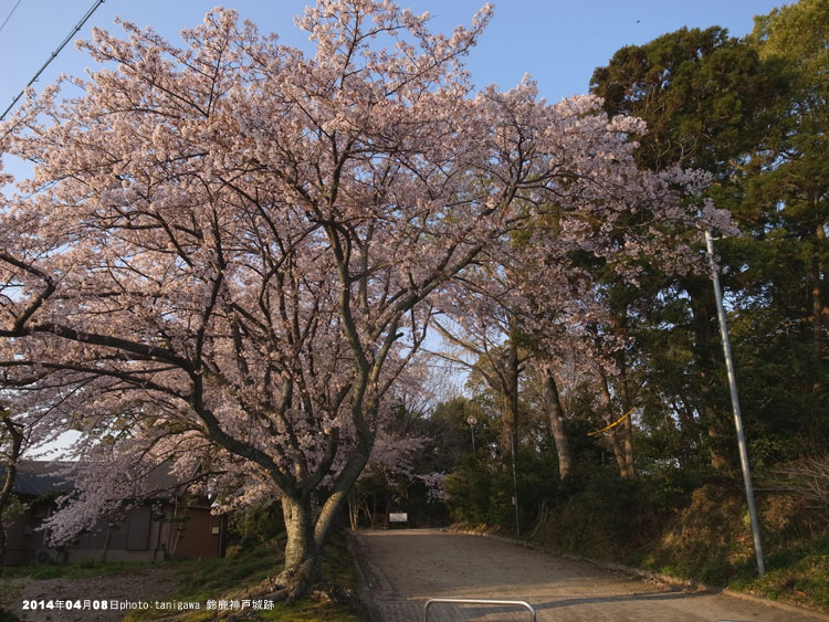 鈴鹿　伊勢神戸城　桜