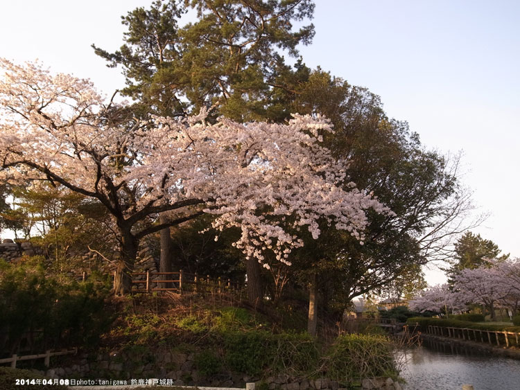 鈴鹿　伊勢神戸城　桜