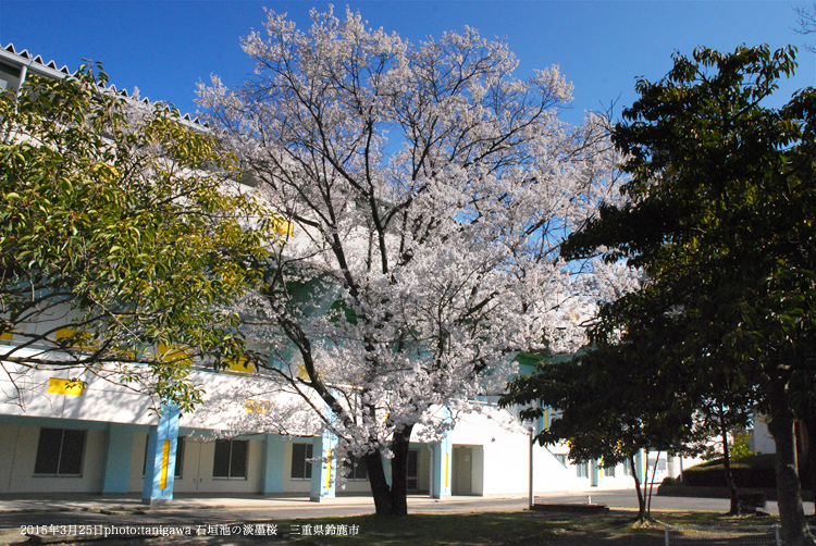 石垣池のウ淡墨桜　鈴鹿