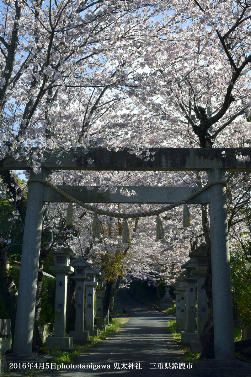 鬼太神社の桜
