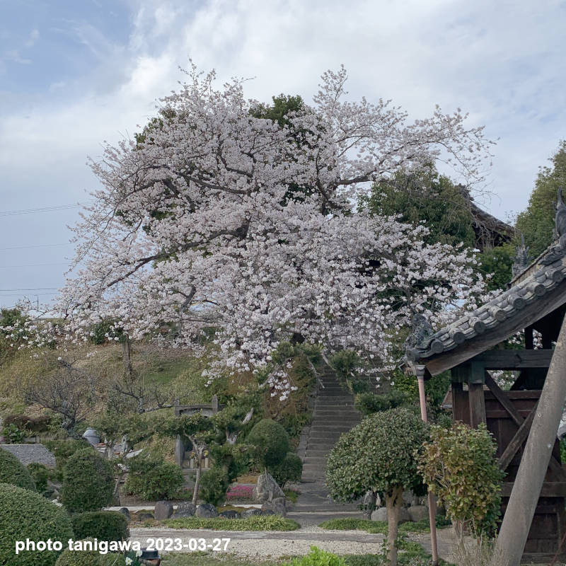 高岡