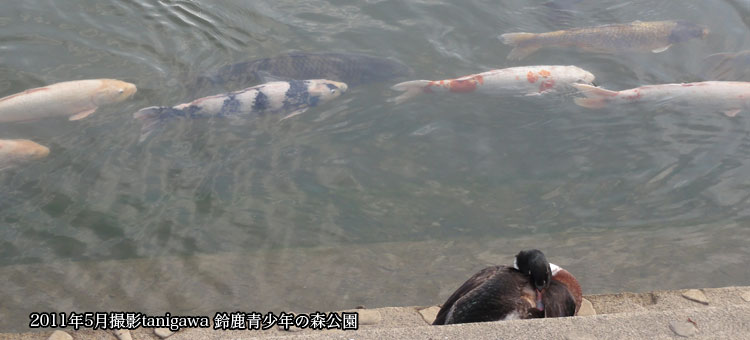 鈴鹿青少年の森