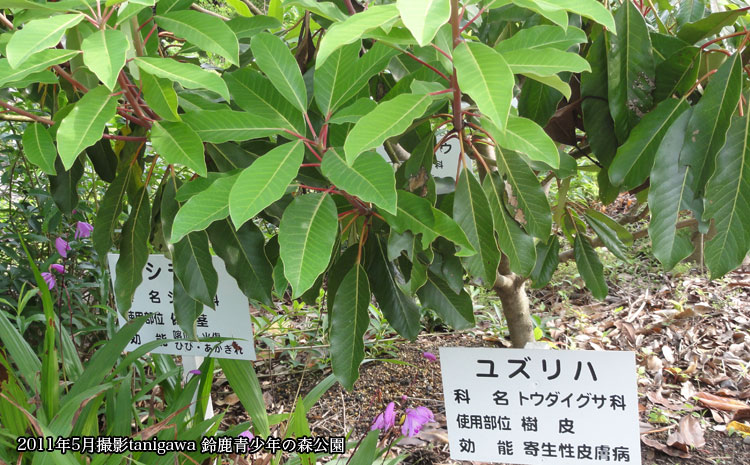 鈴鹿青少年の森