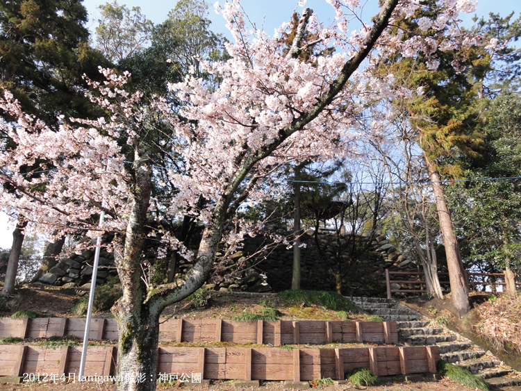 神戸公園の桜