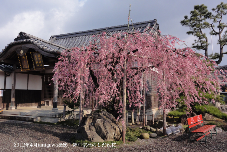 しだれ桜神戸宗社