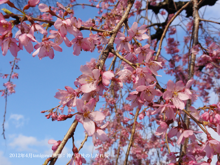 しだれ桜神戸宗社