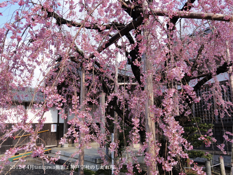 しだれ桜神戸宗社