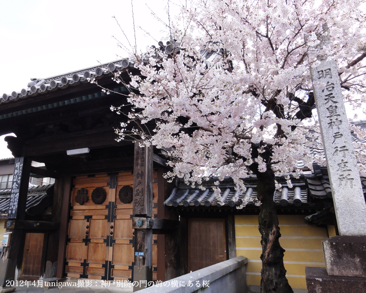 神戸別院の門の横の桜