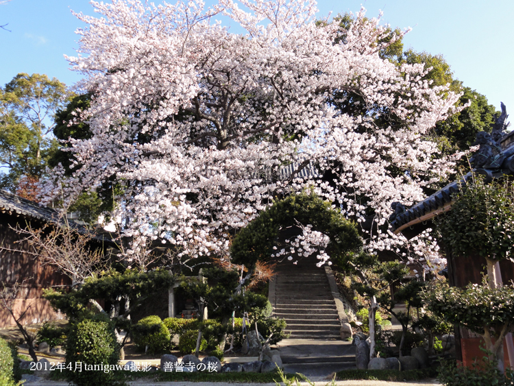 高岡の善誓寺の桜