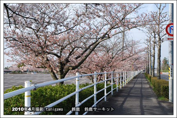 鈴鹿サーキットの桜