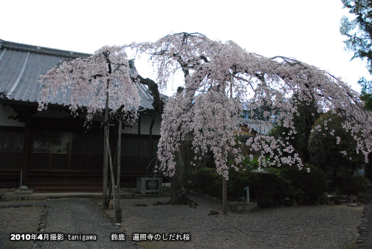 遍照寺の桜