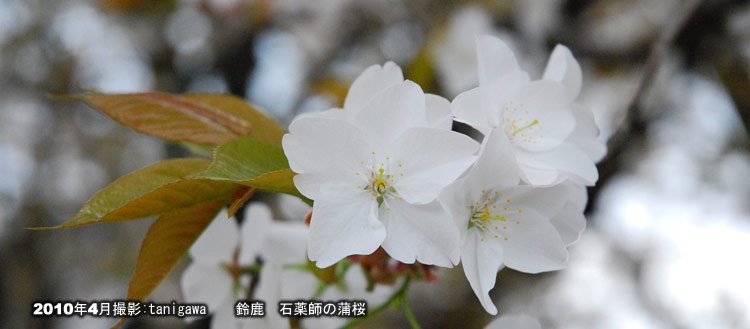 石薬師の蒲桜