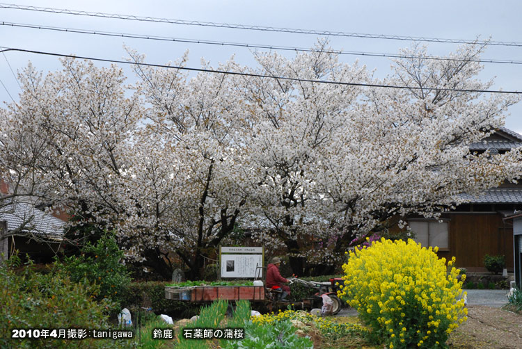 石薬師の蒲桜