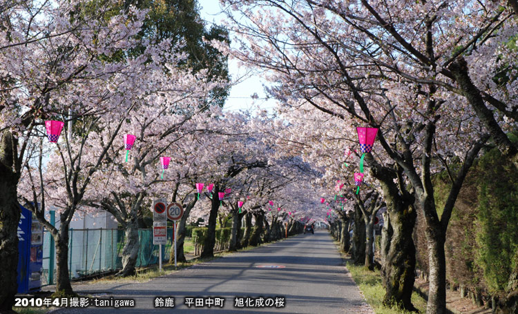 旭化成の桜並木