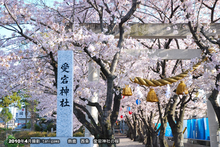 桜　愛宕神社