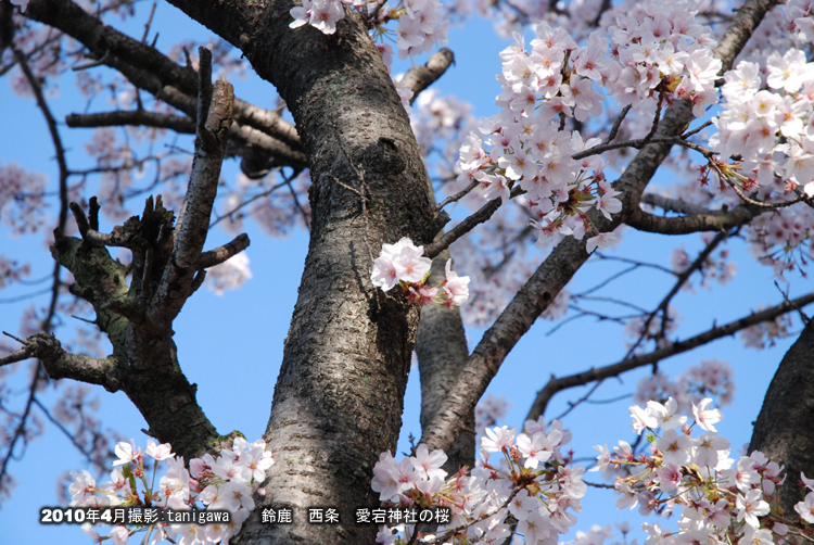 桜　愛宕神社