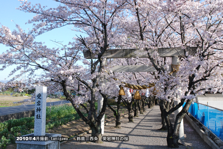 桜　愛宕神社