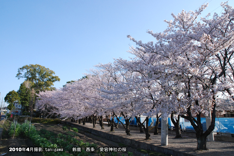 桜　愛宕神社