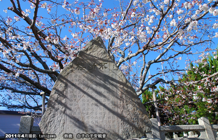 子安観音にある不断桜