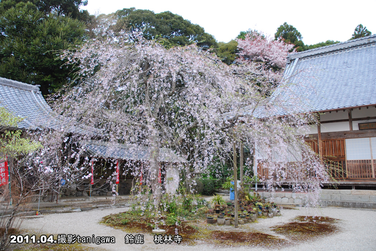 桃林寺