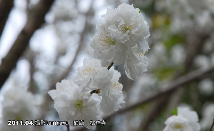 桃林寺