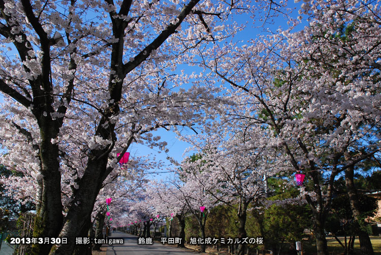 旭化成の桜