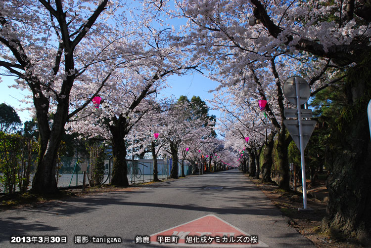 旭化成の桜