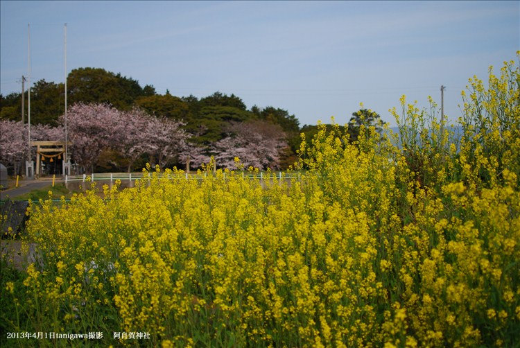 阿自賀神社にある桜