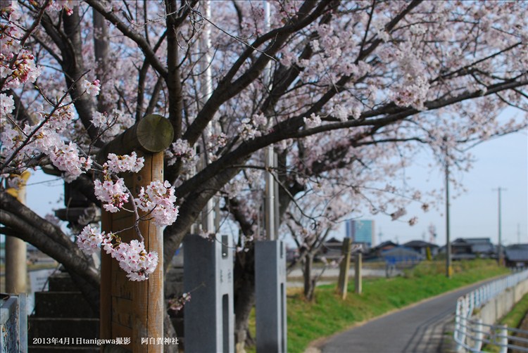 阿自賀神社にある桜