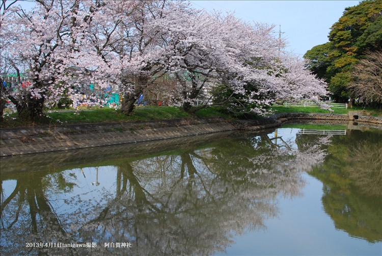 阿自賀神社にある桜
