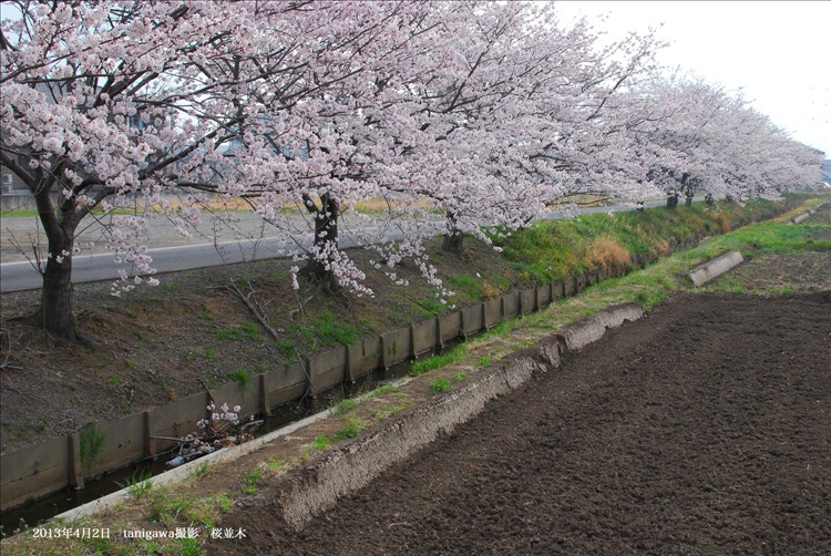 桜並木　鈴鹿