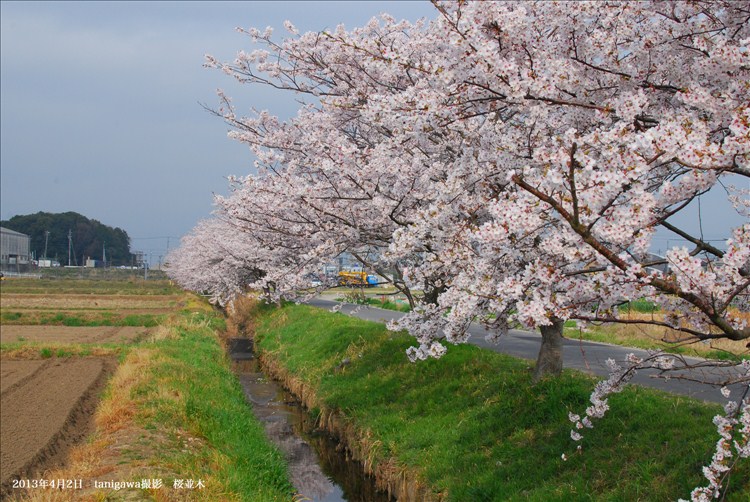 桜並木　鈴鹿