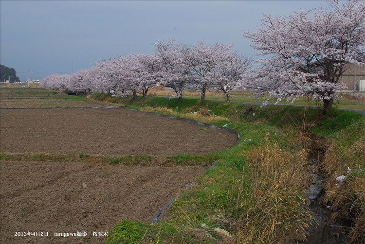 桜並木　鈴鹿