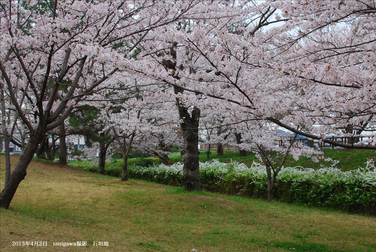 石垣池の桜