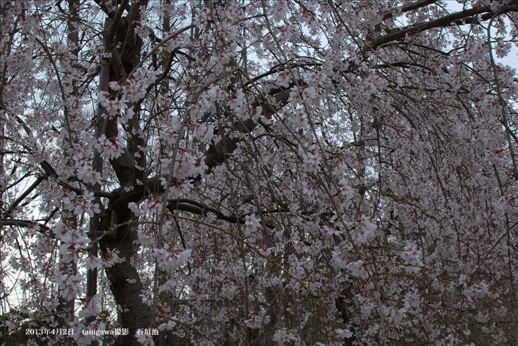 石垣池の桜