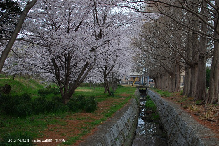 石垣池の桜