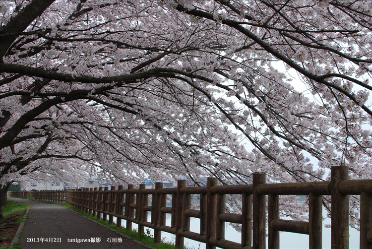 石垣池の桜