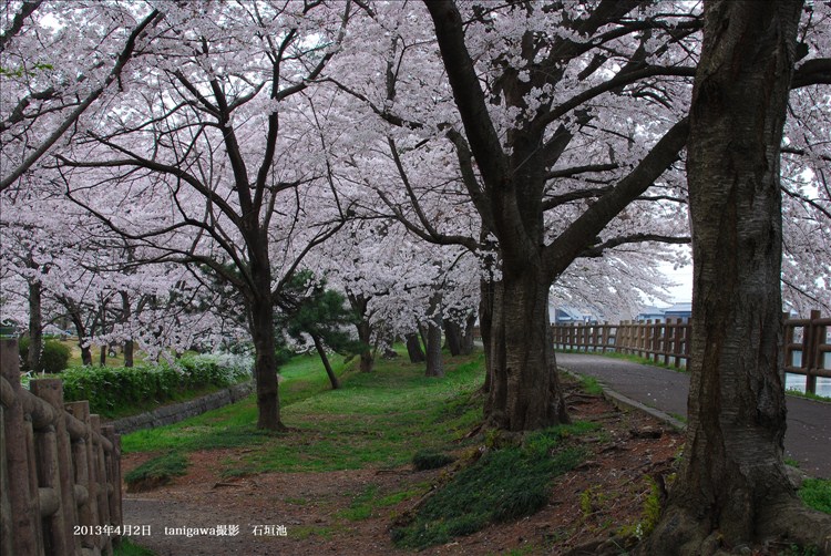 石垣池の桜